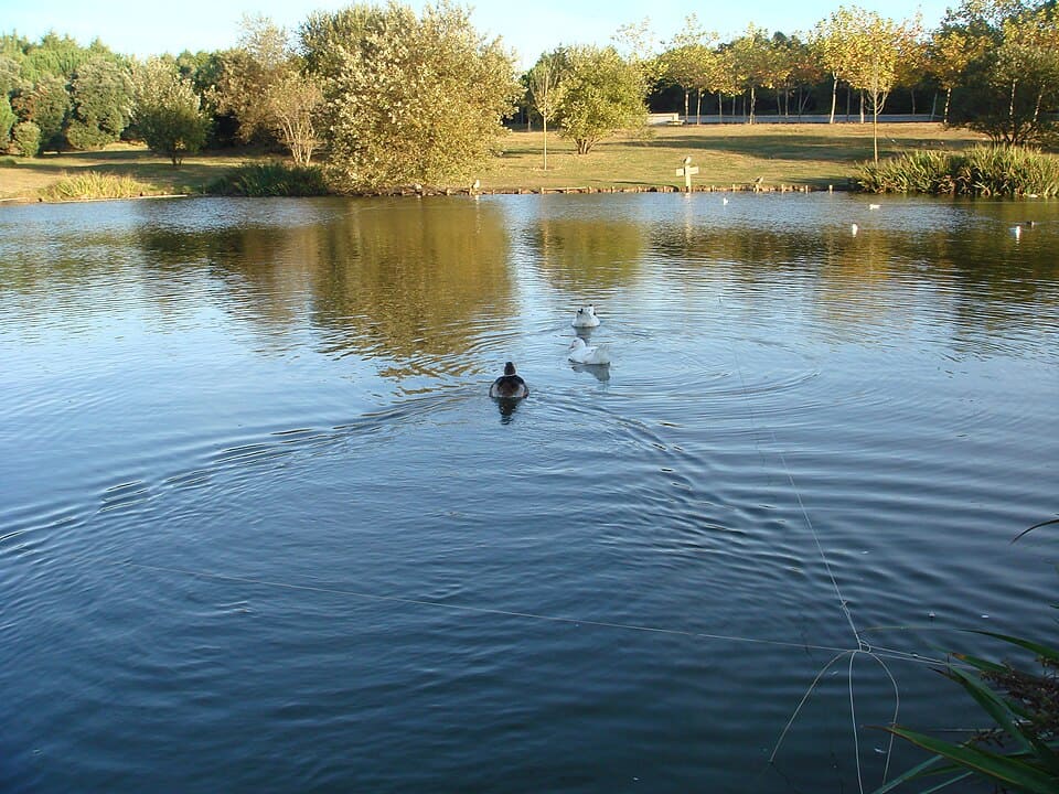 Lago del parque de la ciudad de Oporto